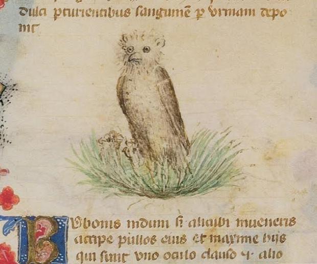 Il Rimedio Cap 16 Img 2