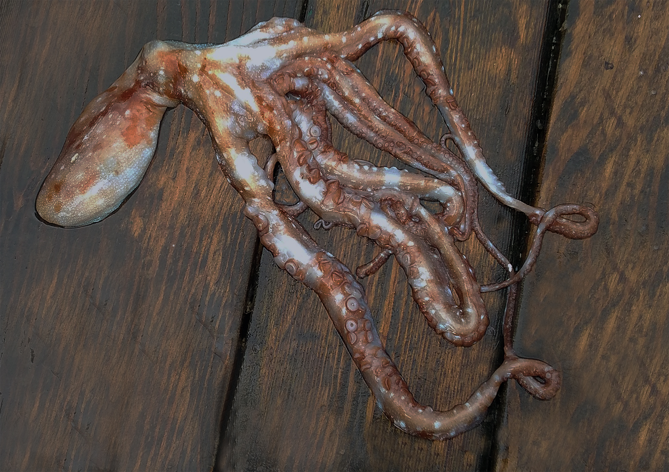 Polpessa o Polpo macchiato