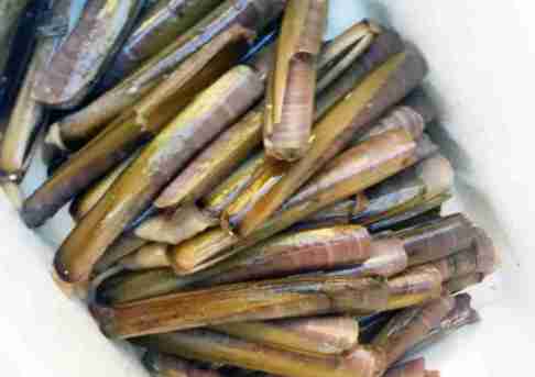 Cannolicchio o Cappalunga solen vagina