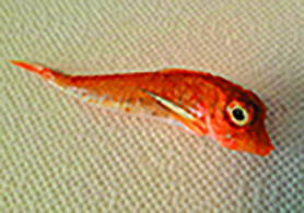 Caviglione o Cappone caviglione - Lepidotrigla cavillone