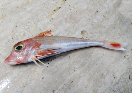 Gallinella o Cappone - Chelidonichthys cuculus