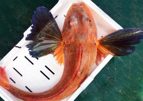 Gallinella o Cappone - Chelidonichthys lucerna