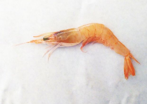 Gambero rosa