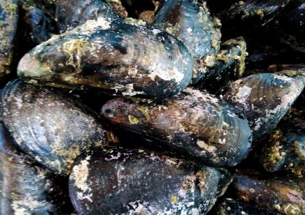 Modiola o Cozza pelosa