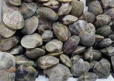 Vongola o Lupino chamelea gallina