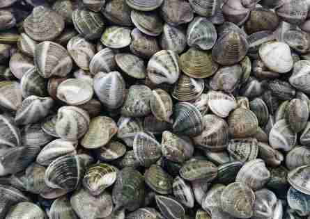 Vongola o Lupino dosinia exoleta